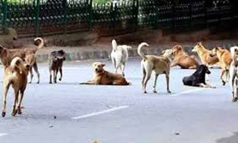 खंडवा में मासूम पर कुत्तों का हमला, 6 डॉग्स ने 50 मीटर तक घसीटा