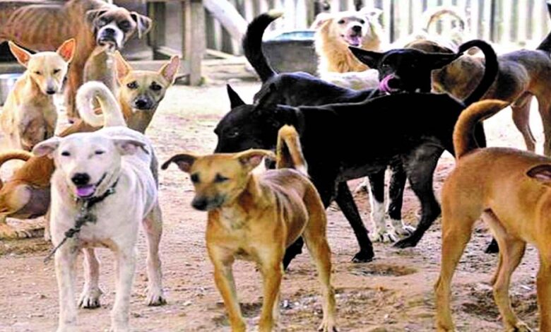 भोपाल में आवारा कुत्तों का आतंक, रोज 81 लोग डॉग बाइट का शिकार; सुप्रीम कोर्ट सख्त