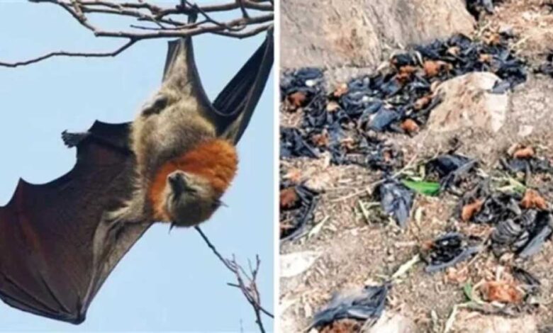 नौतपा की भीषण गर्मी से बालाघाट बेहाल, मलाजखंड में पारा 45 डिग्री पार