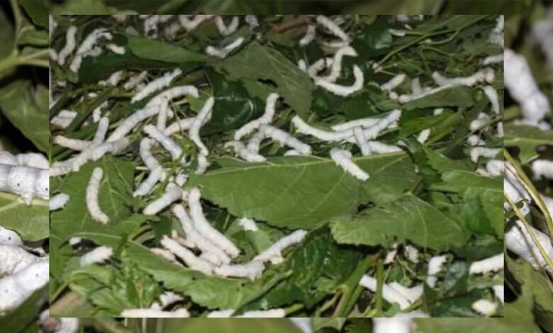 नर्मदापुरम बना प्रदेश का एकमात्र जिला जहां चारों प्रकार का होता है रेशम उत्पादन
