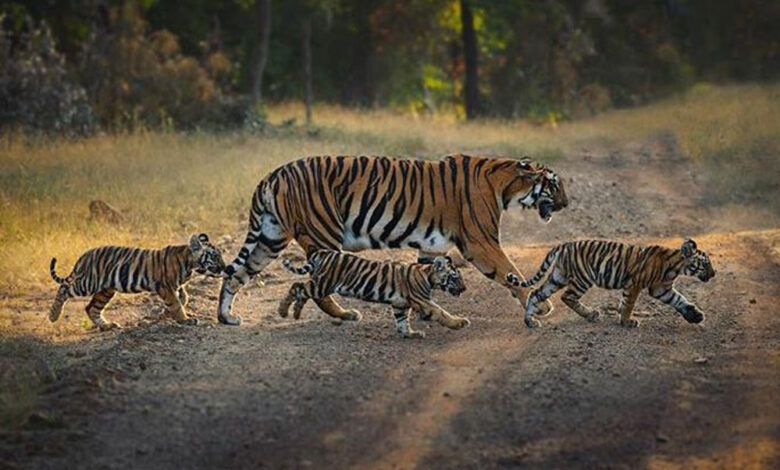 काठमांडू-में-गूंजेगी-भोपाल-के-बाघों-की-कहानी,-42-देशों-के-वैज्ञानिक-करेंगे-अध्ययन