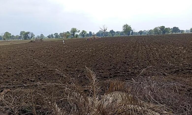 मध्य प्रदेश में कमजोर मानसून की मार, 13 जिलों में पर्याप्त बारिश नहीं; एक्सपर्ट बोले- 4 इंच पानी के बाद ही करें बोवनी
