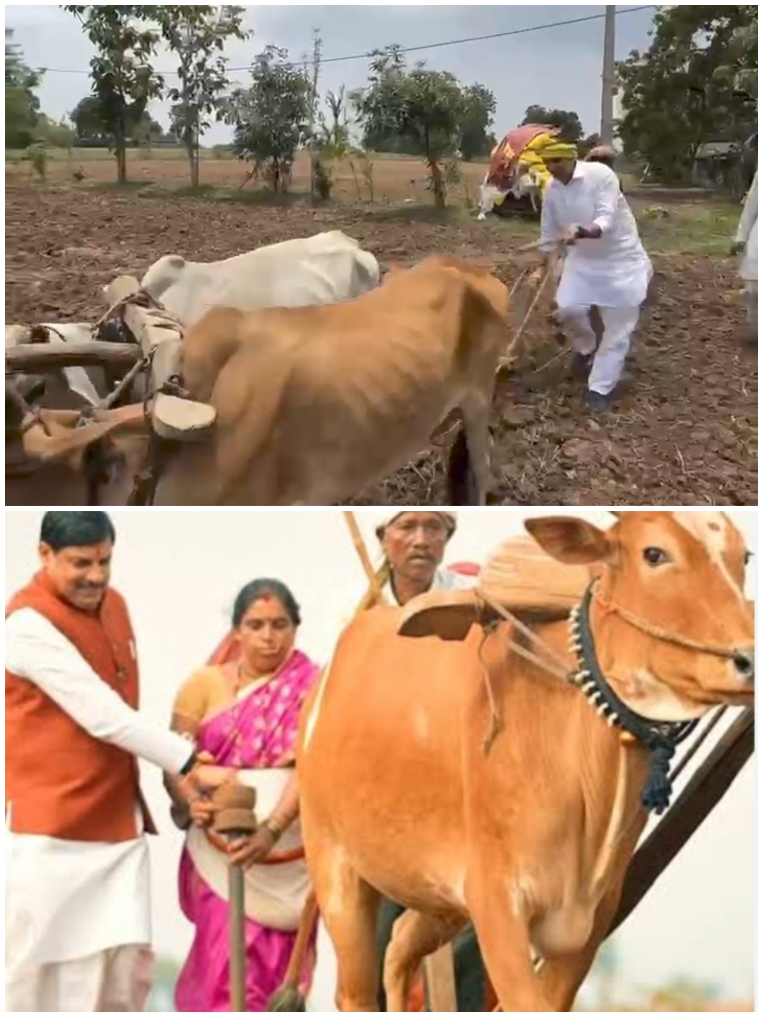 इंदौर-उज्जैन के बीच खेती मुकाबला…! खेत में किसान कम, नेता ज्यादा