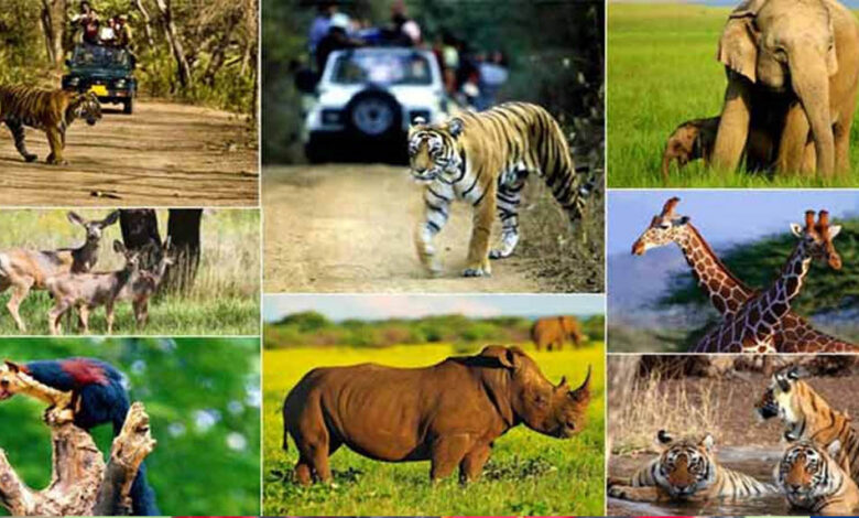 वन, वन्यजीव और पर्यावरण कानूनों के प्रभावी क्रियान्वयन के लिए न्यायिक एवं प्रशासनिक समन्वय ज़रूरी